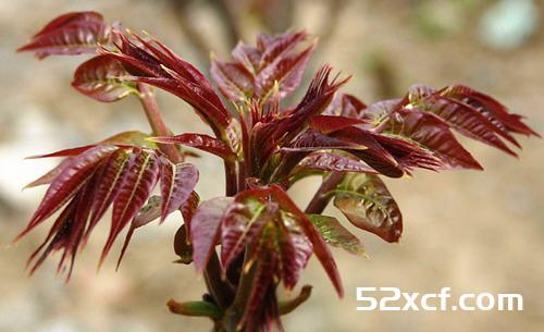 春天清火多吃8类芽菜花茶